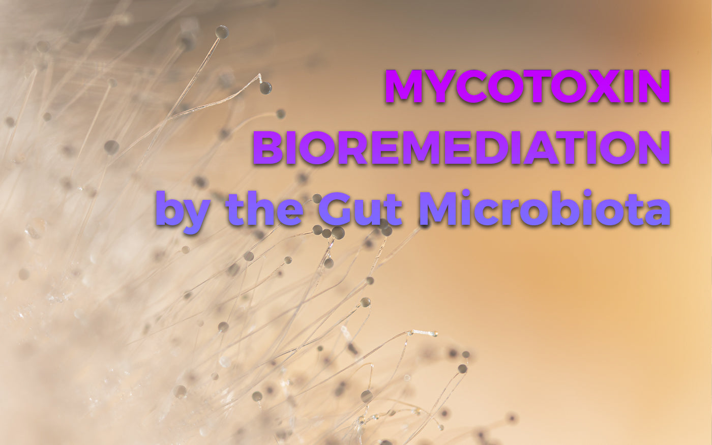 Mycotoxin Bioremediation by the Gut Microbiota
